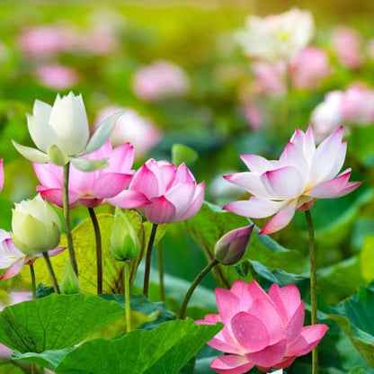 Rare Lotus Seeds for Planting – 15 Pre-Cut Bonsai Lotus Flower Seeds in Water – Non-GMO, Heirloom - Grow Stunning Lotus Flowers in Ponds & Gardens (Nelumbo Nucifera)