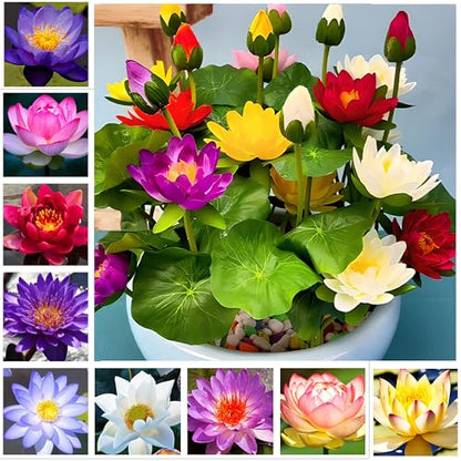 Water Features Bonsai Lotus Flower Seeds 160pcs Mixed Bowl Lotus Seeds
