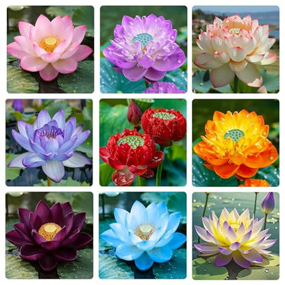 20Pcs Mix Lotus Seeds for Planting-Non-GMO Heirloom Plant Seeds Garden Outdoor