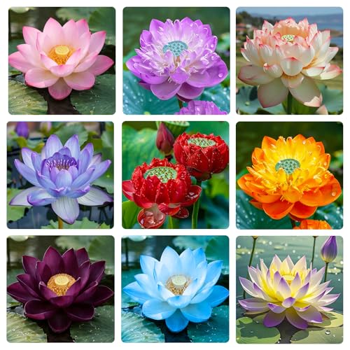 20Pcs Mix Lotus Seeds for Planting-Non-GMO Heirloom Plant Seeds Garden Outdoor