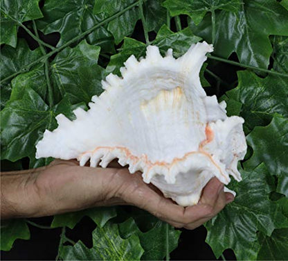 ASHIRWAD Garuda Blowing Shankh, Murex Ramosus - Conch Shell - Puja Ritual - Shankhnaad for Home Decor (7.5 inch) - size: 7.5 inch