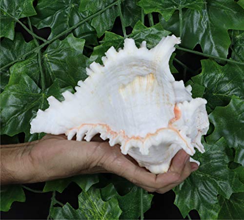 ASHIRWAD Garud Blowing Shankh, Murex Ramosus - Conch Shell - Puja Ritual - Shankhnaad for Home Decor (8.0 inch) - size: 8.0 inch