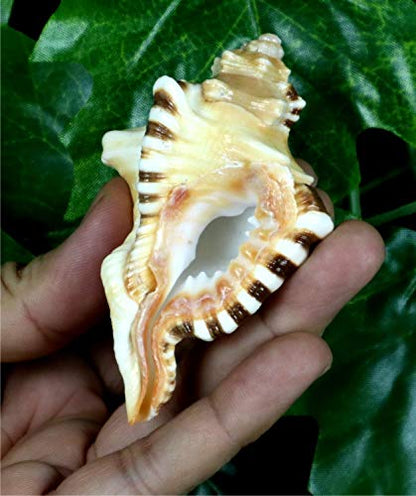 ASHIRWAD Original Ganesh Shankh, Conch Shell for Puja Ritual, Ganesha mukhi varti Ganpati Bhakti Aarti Shankha (4.0 inches in Pouch) - size: Ganesh Shankh (Pouch) - 4.0 IN