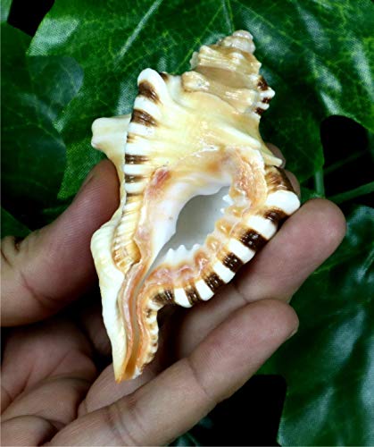 ASHIRWAD Original Ganesh Shankh, Conch Shell for Puja Ritual, Ganesha mukhi varti Ganpati Bhakti Aarti Shankha (4.0 inches in Pouch) - size: Ganesh Shankh (Pouch) - 4.0 IN