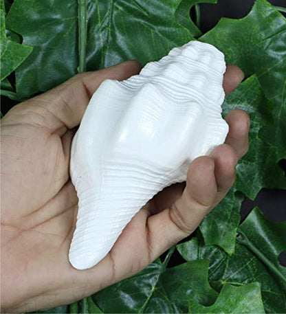 ASHIRWAD Genuine Blowing Shankh Vamavarti Dattatreya - Conch Shell - Puja Ritual - Shankhnaad | AE000018-00 (5.0 inches) - size: 5.0 inches