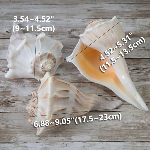2pcs Large Conch Shell for Home Decor, Extremely Big Natural Seashells, 7-9 Inch
