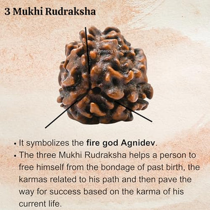 Amazing Gemstone Authentic 3 Mukhi Rudraksha Bead – Natural Nepali Rudraksha for Meditation, Prayer, Protection, Chakra Healing, and Spiritual Growth - color: 3 Mukhi