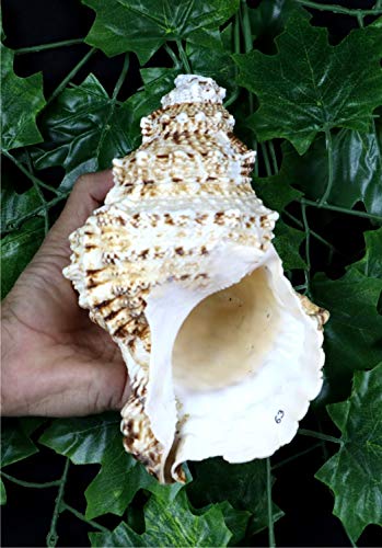 ASHIRWAD Frog Shell Blowing Shankh Vamavarti Dattatreya, Conch Shell for Puja Ritual, Large Horn Shankhnaad for Home Decor (11.0 inches) - size: 11.0 inches