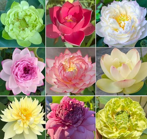 25+ Mini Bowl Lotus Seeds for Patio and Pond Beautiful Water Flowers Easy to Grow in Containers Bonsai Style Sacred Lotus Variety