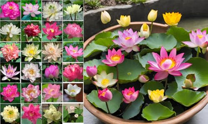 10 Sacred Lotus Seeds for Planting in Water Mixed Flower Color Pink Red White Yellow Multicolor Aquatic Nelumbo nucifera Bonsai Bowl Lotus Seed Ponds Water Feature Gardens Water Lily (10, Lotus Seed) - color: Lotus Seed