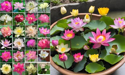 10 Sacred Lotus Seeds for Planting in Water Mixed Flower Color Pink Red White Yellow Multicolor Aquatic Nelumbo nucifera Bonsai Bowl Lotus Seed Ponds Water Feature Gardens Water Lily (10, Lotus Seed) - color: Lotus Seed