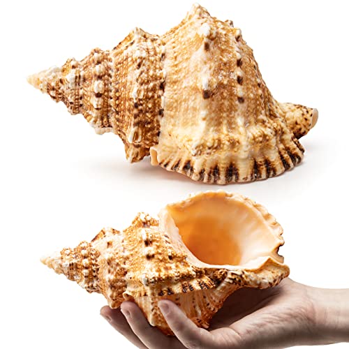 Giant Natural Conch Shell, Frog Seashell 1 Shell 7-8 inches