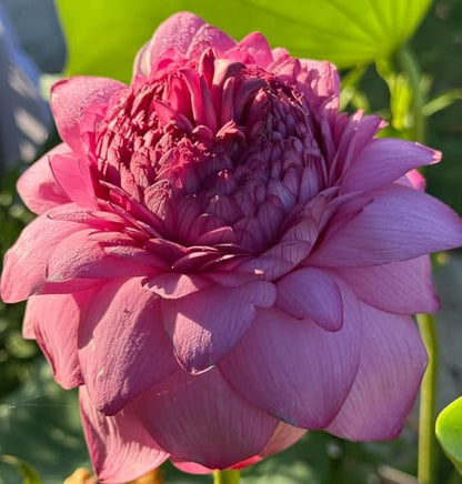 25+ Mini Bowl Lotus Seeds for Patio and Pond Beautiful Water Flowers Easy to Grow in Containers Bonsai Style Sacred Lotus Variety