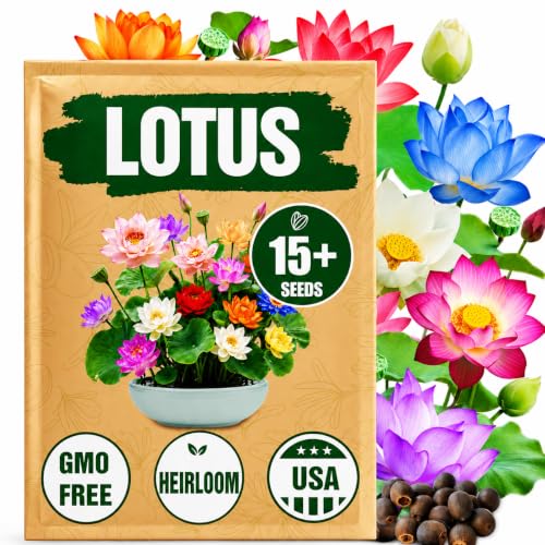 Rare Lotus Seeds for Planting – 15 Pre-Cut Bonsai Lotus Flower Seeds in Water – Non-GMO, Heirloom - Grow Stunning Lotus Flowers in Ponds & Gardens (Nelumbo Nucifera)