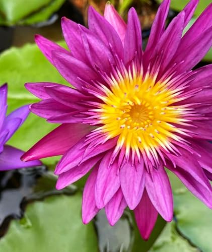 Water Features Bonsai Lotus Flower Seeds 160pcs Mixed Bowl Lotus Seeds