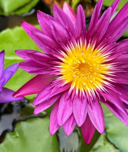 Water Features Bonsai Lotus Flower Seeds 160pcs Mixed Bowl Lotus Seeds