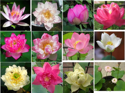 10 Sacred Lotus Seeds for Planting in Water Mixed Flower Color Pink Red White Yellow Multicolor Aquatic Nelumbo nucifera Bonsai Bowl Lotus Seed Ponds Water Feature Gardens Water Lily (10, Lotus Seed) - color: Lotus Seed