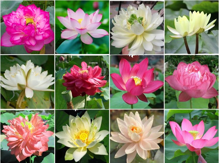 10 Sacred Lotus Seeds for Planting in Water Mixed Flower Color Pink Red White Yellow Multicolor Aquatic Nelumbo nucifera Bonsai Bowl Lotus Seed Ponds Water Feature Gardens Water Lily (10, Lotus Seed) - color: Lotus Seed