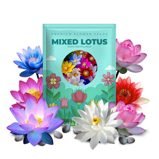 100 Mixed Bowl Lotus Seeds, Aquatic Perennial Lotus Seeds for Planting, Bonsai Lotus Flowers for Indoor and Outdoor, Water Lily Flowers for Bowl and Garden