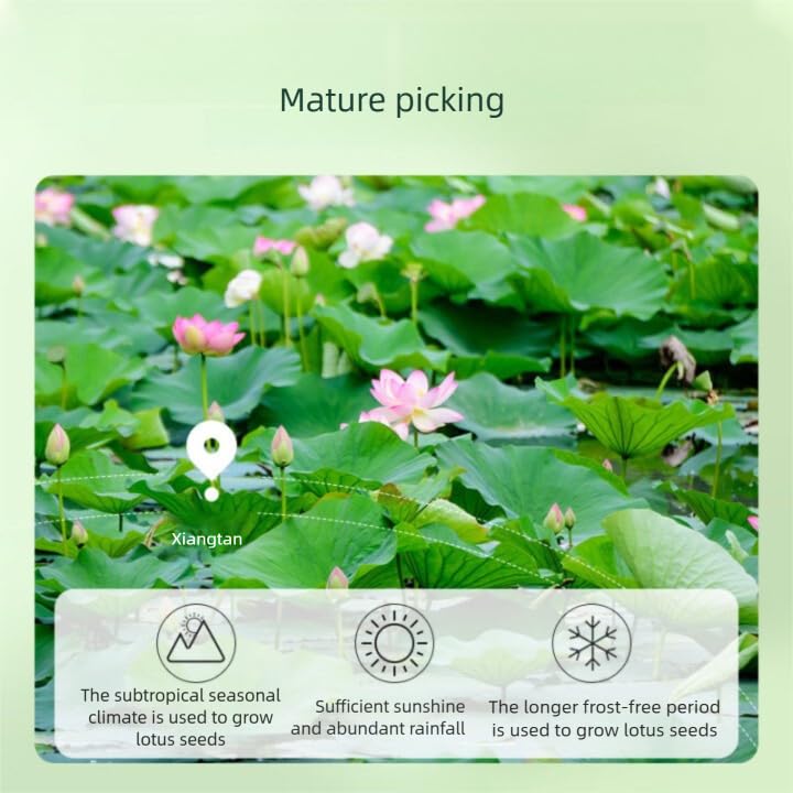 Dried Lotus Seeds- Pure Natural Chinese Herbal Medicine- 14.11oz/400g Used for making soup-Brewing tea-莲子 (Lotus seed)