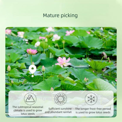 Dried Lotus Seeds- Pure Natural Chinese Herbal Medicine- 14.11oz/400g Used for making soup-Brewing tea-莲子 (Lotus seed)